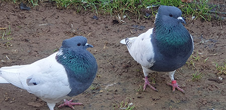 pechera azul